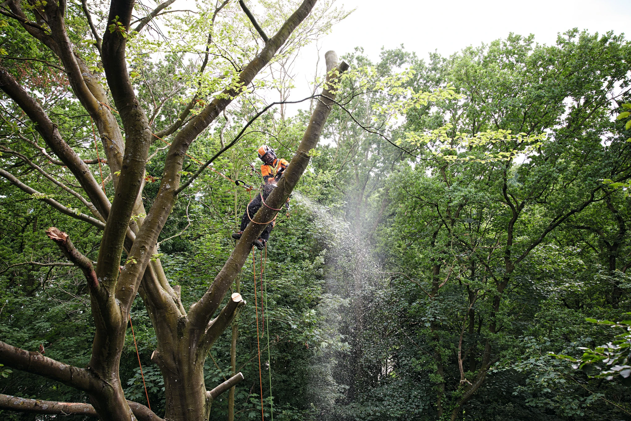 Stihl MSA 220 T Cordless Chainsaw - AP System 9 Stihl MSA 220 T Cordless Chainsaw - AP System - Image 7